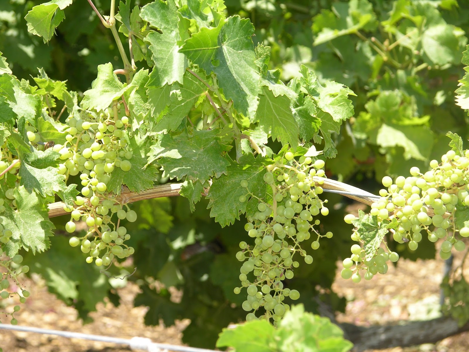 Xtremehorticulture of the Desert Read This to Remove Confusion on