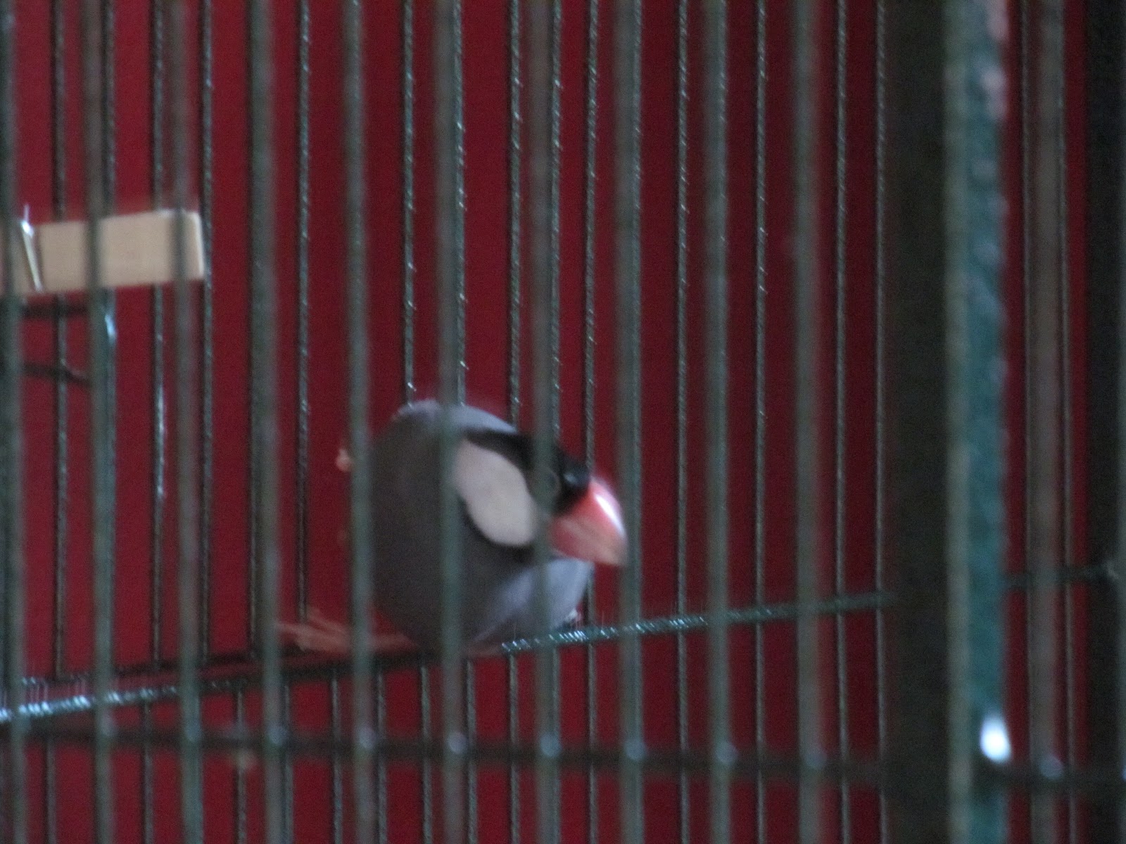 Pets and other Critters Java Finches