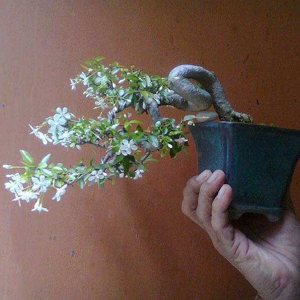 Jenis-Jenis Tanaman Bonsai Yang Unik Dan Indah