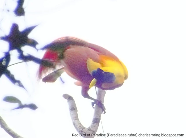 Red Bird of Paradise (Paradisaea rubra)