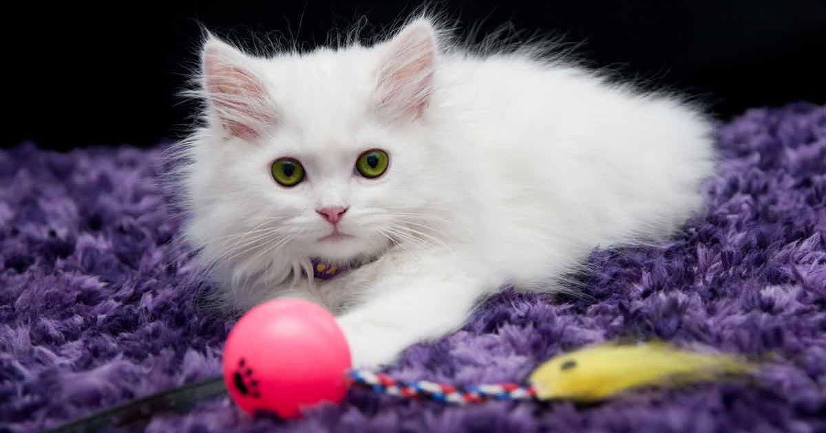 Ideal Home For Cats besttoysforcatshomealoneheader