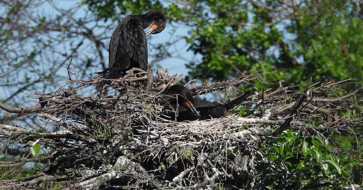 Bird & Travel Photos, Birding Sites, Bird Information DOUBLECRESTED