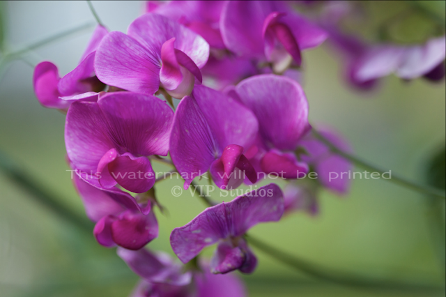 Perennial Pea_6650 Photo Print