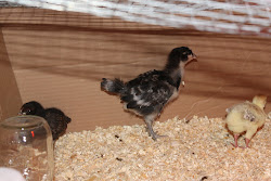 deville coop pallet almost ready kitties chicky