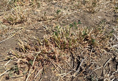 Alfalfa During Drought
