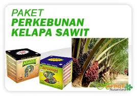 www.agenpupuksupernasa.com jual pupuk sawit di melawai kalbar