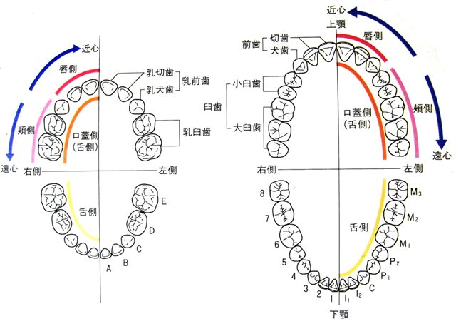 歯のお話 乳歯列と永久歯列