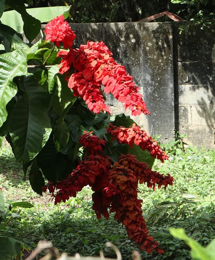 MJ PhotoRama Chaconia The National Flower Of Trinidad And