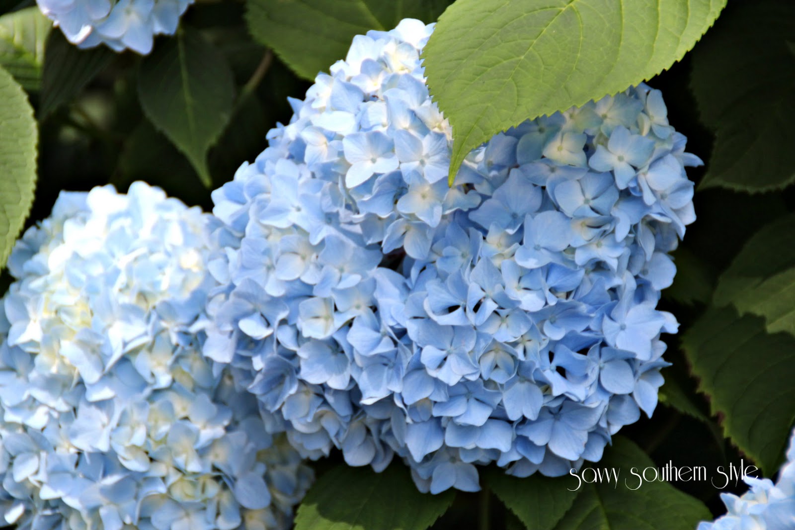 Long Island S Garden Girl Happy Hydrangeas Part 1 Pruning