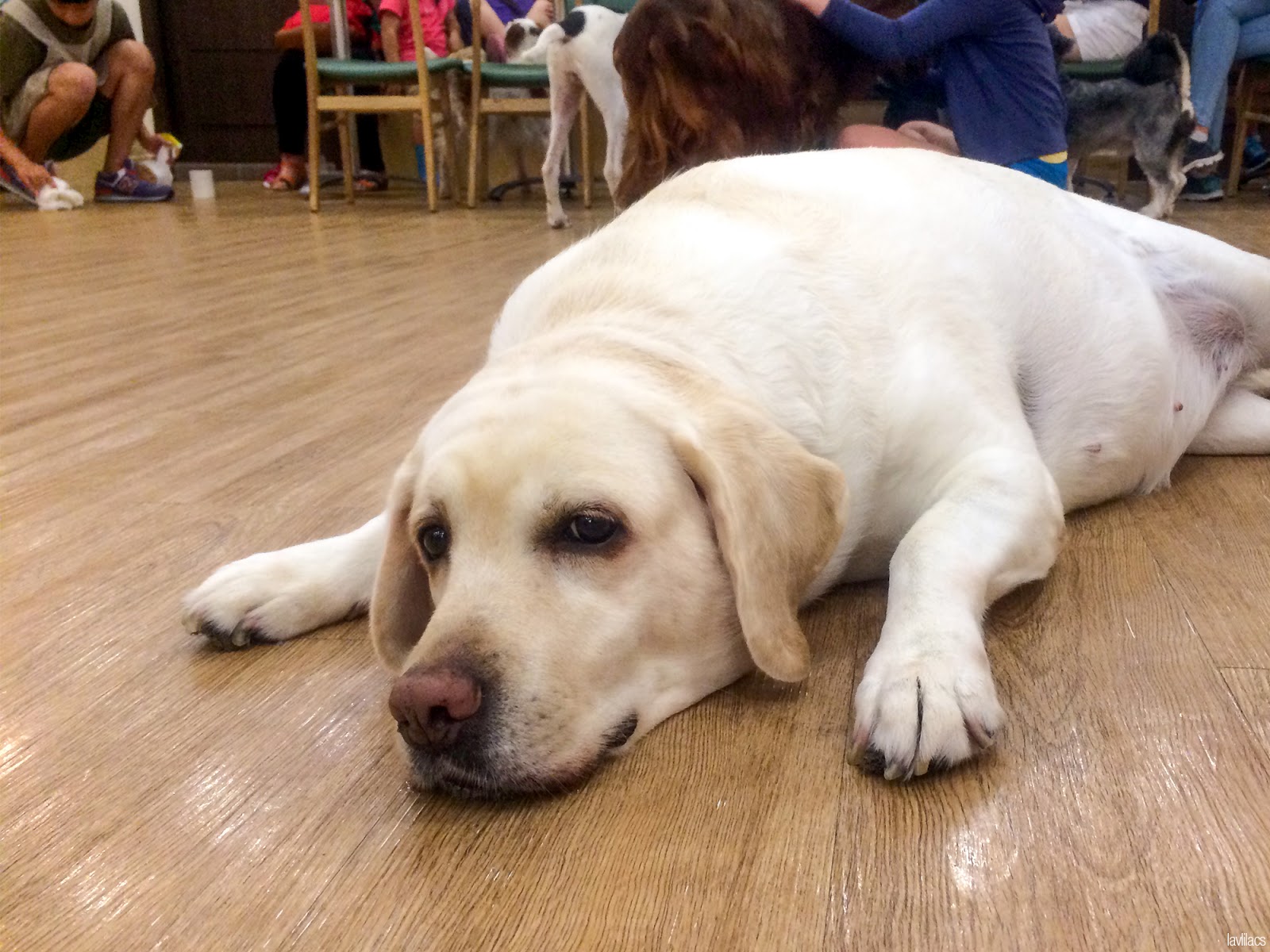 Seoul, Korea - Summer Study Abroad 2014 - Bauhaus Dog Cafe dog laying down