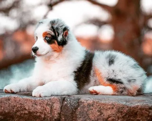 do australian shepherds have dew claws