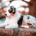 All About The Australian Shepherd Dog - Breed Information