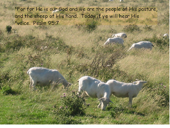 Hilldale s Worship Ministry 150 Days Of Psalms Psalm 95 psalms-95-7-kjv-bible-verse-images