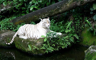 White Tiger photography