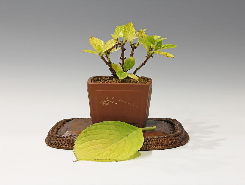 Kusamono bonsái HORTENSIA