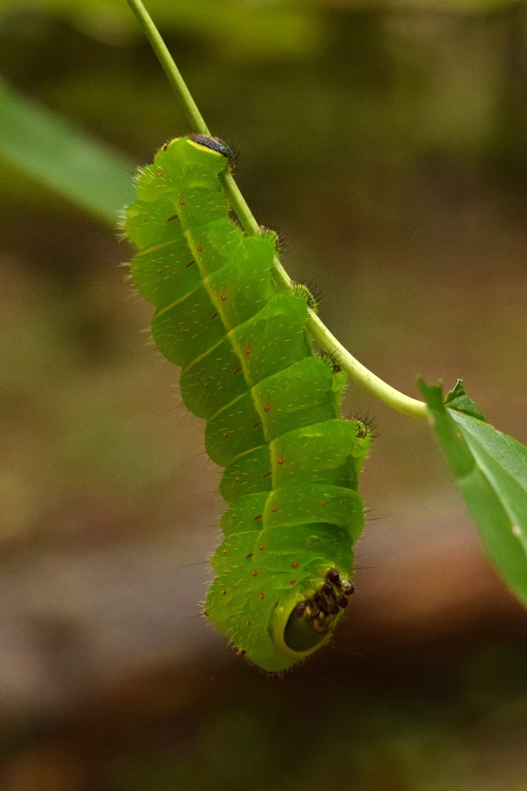 Using Native Plants Caterpillar Tales