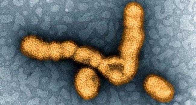 Influenza Influenza
