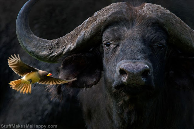 1. The yellow-billed buffalo starling and his great friend. (Photo by Barbara Fleming)