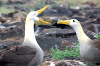 Albatross mating on Espanola, Suarez Point Galapagos