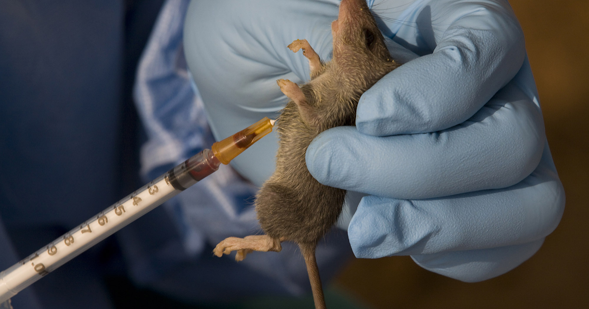 Lassa Fever: What You Must Know - Bold Nerds