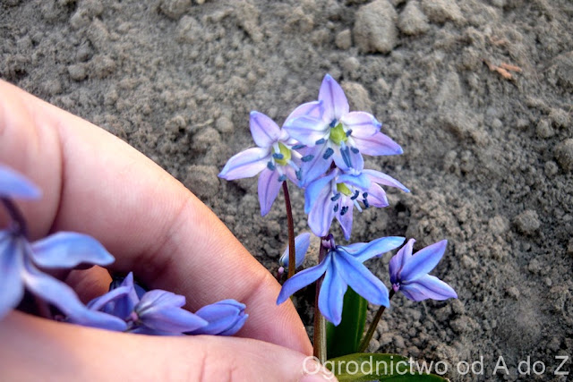 Cebulica syberyjska Scilla siberica