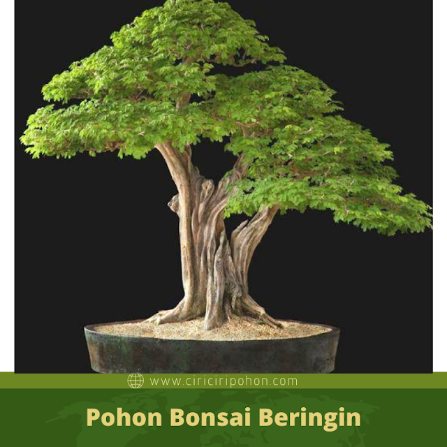 Ciri Ciri Pohon Bonsai Beringin