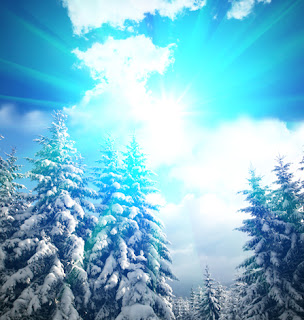 Photo of winter trees covered in in the sunlight