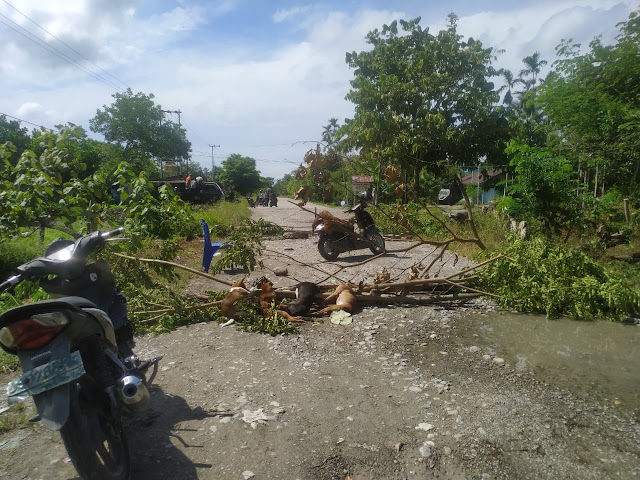 Warga Sp 5 Digegerkan Puluhan Anjing Dan Kucing Mati Secara