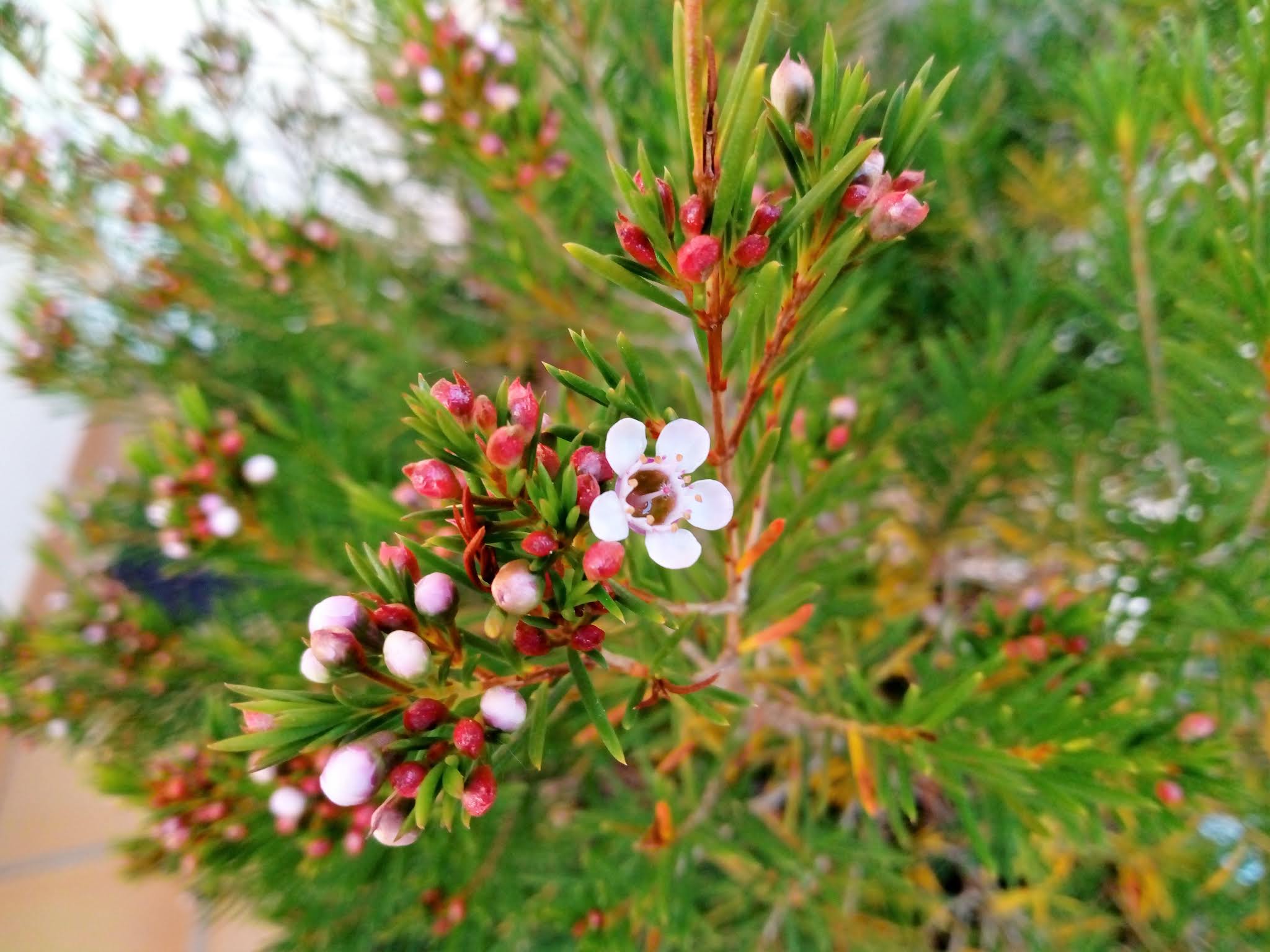 Chamelaucium uncinatum Desf. (Flor de cera).