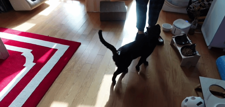 d14851c109ebcca845ca3ac8eac85271f98a0f39.gif