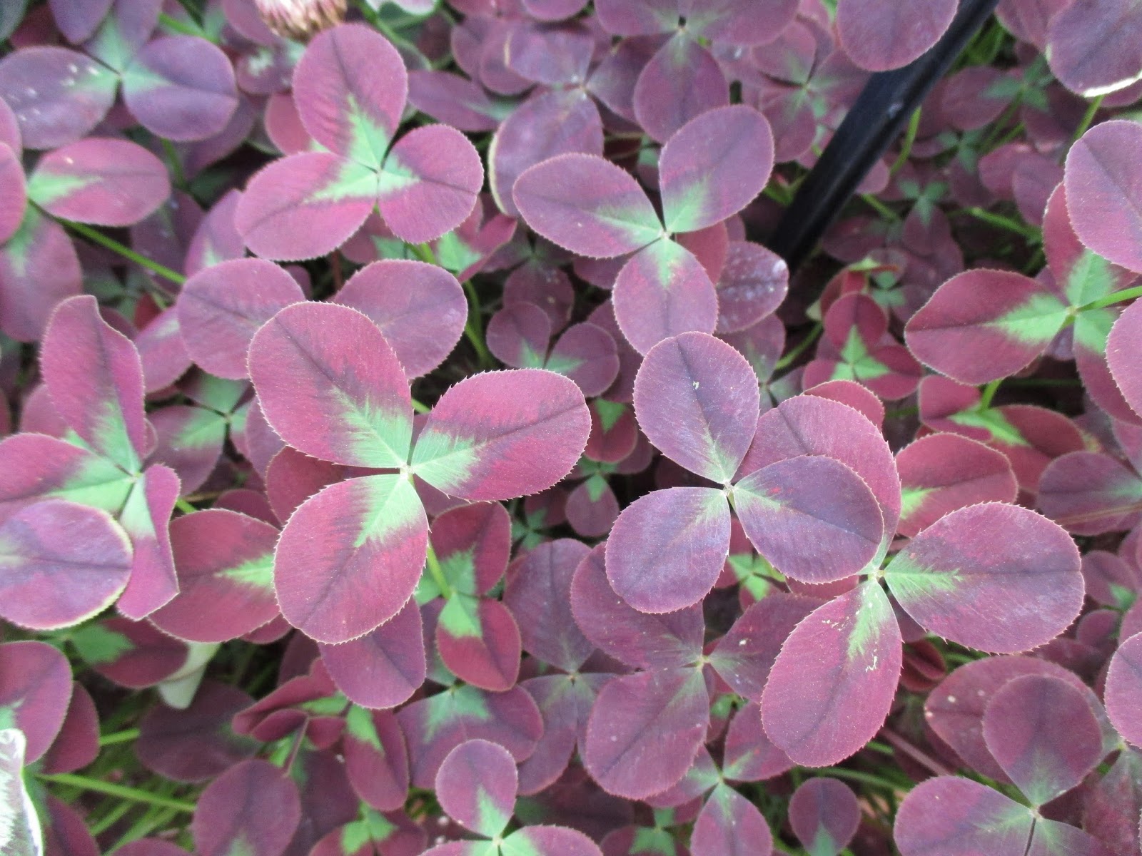 A Lilac For The Desert Another Great Lesser Known Plant To Try