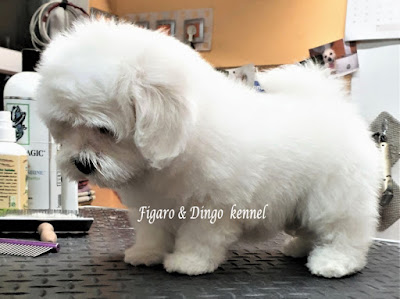 coton_de_tulear