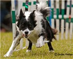 Click Here to Order My Dog Sports Photography!