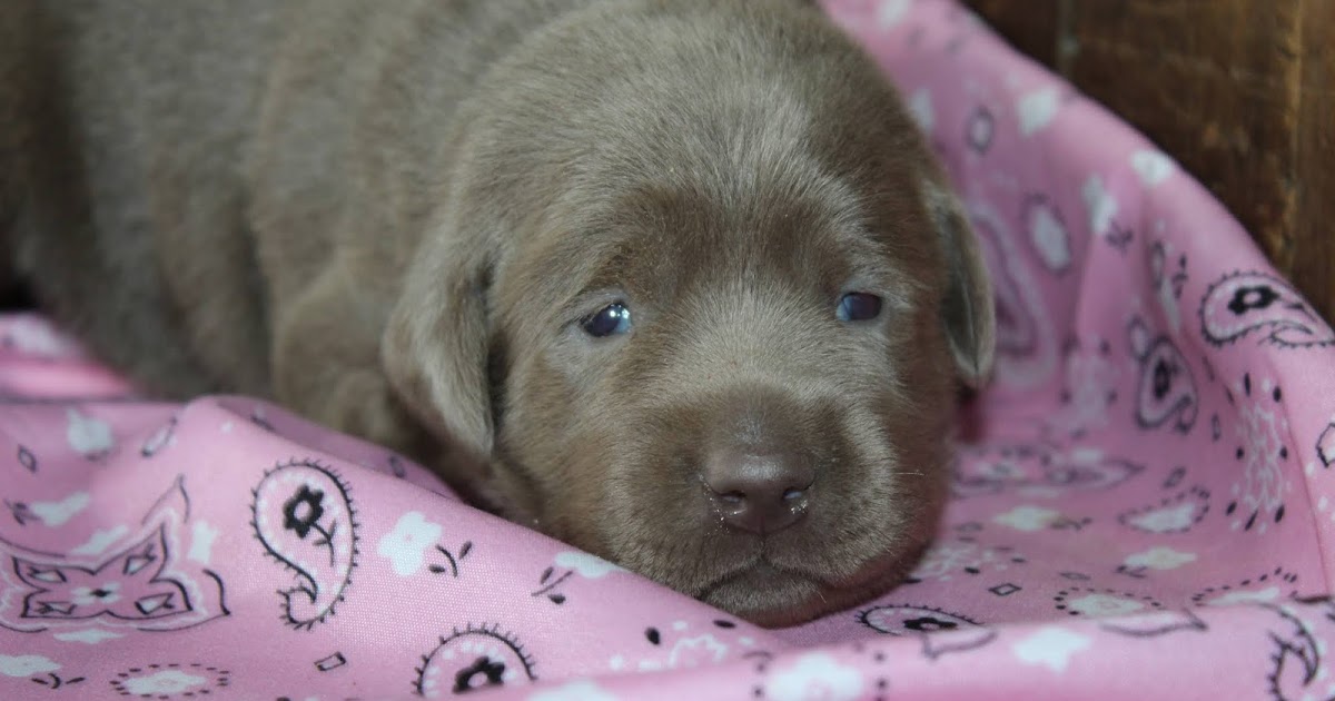 Doggies 3 Weeks Previous! Reserve Your Woman As of late!