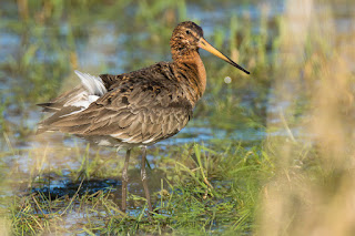 Wildlifefotografie Uferschnepfe