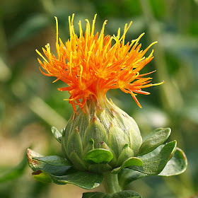 Safflower flower