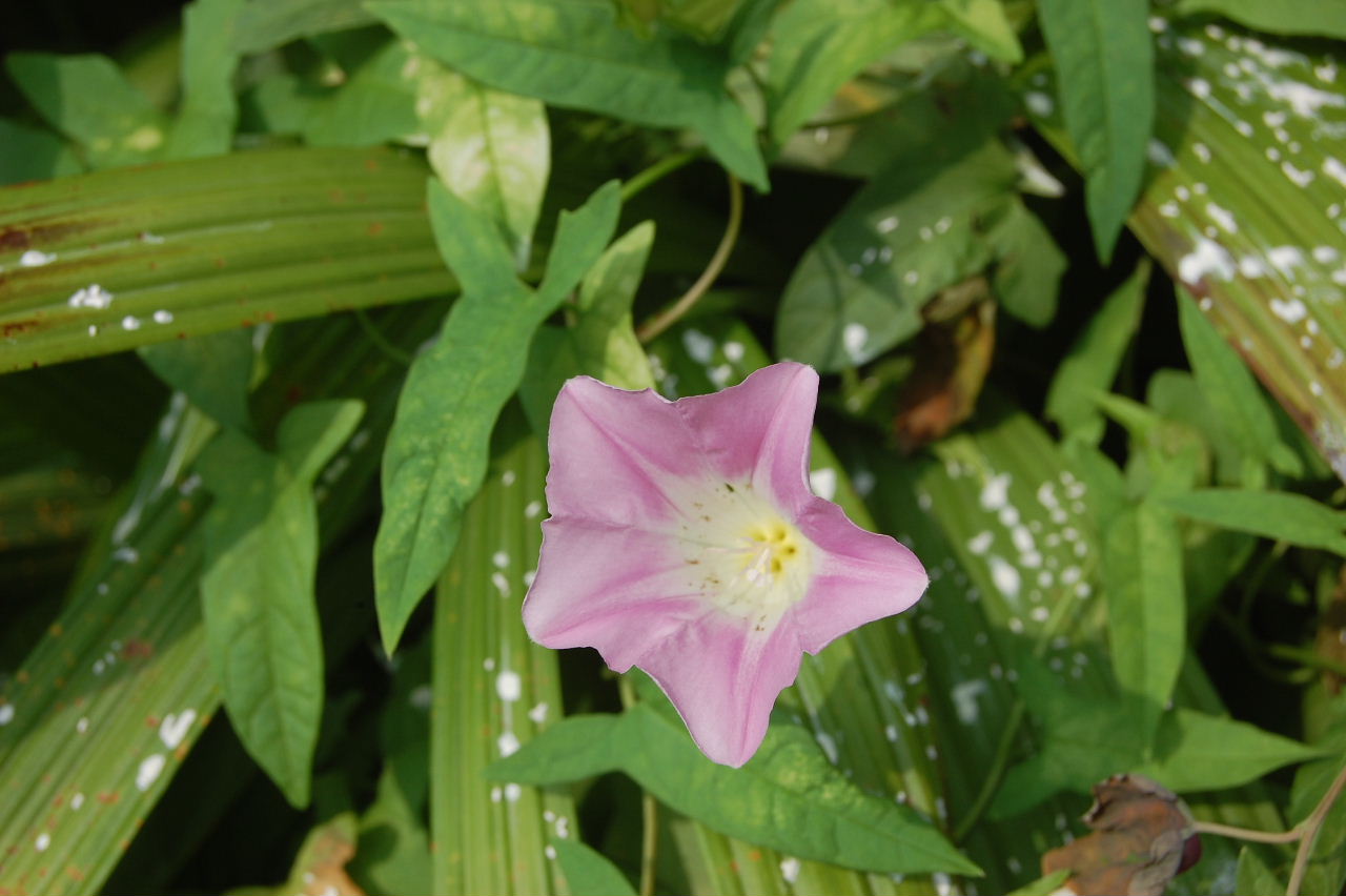 カズ花散歩PREMIUM No.95 コヒルガオ