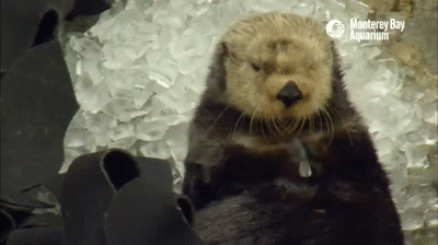 Funny animal gifs, funny animals, otter enjoys ice cube