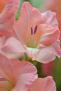 gladiolus-de-color-rosa