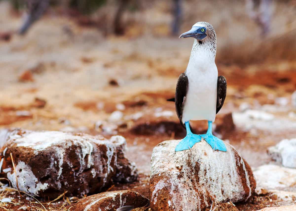Blue-Footed Booby - Interesting Facts, Other Info and Pictures | by