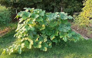 Garden = grow your own fast food