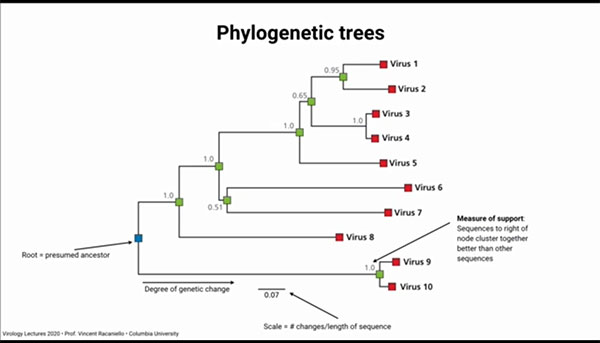 Phylogenetic analysis shows closest relative between mutating viruses (Source: Vincent Racaniello, Columbia, U.)