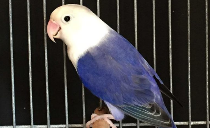 Jenis Burung Lovebird Tercantik yang Ada di Dunia Jenis Burung Lovebird Tercantik yang Ada di Dunia