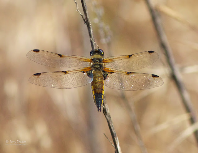 Dragonfly, Odanata