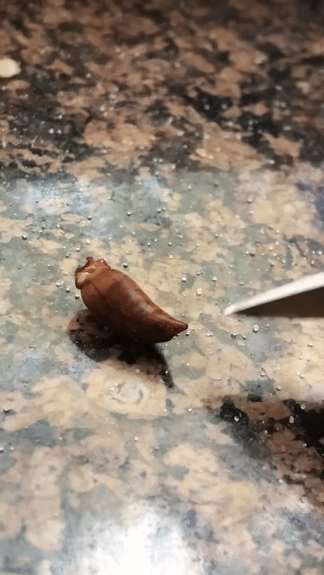 말벌을 반토막내도 위험한이유1