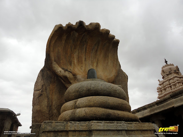 The nearly 12 feet high Naga Linga, or the huge serpent shielding the Shiva Linga inside the Veerabhadra Swamy Temple complex at Lepakshi, in Andhra Pradesh, India