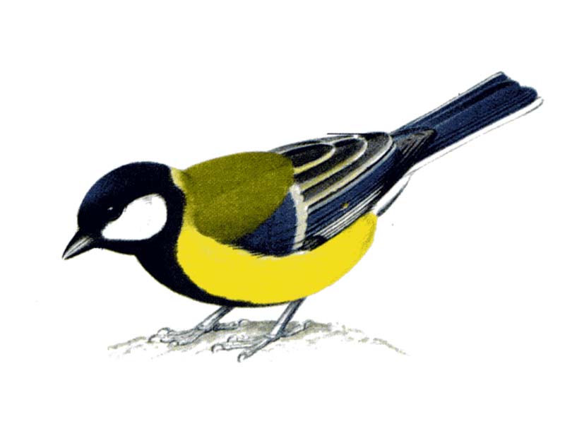 Песнэк турында проект