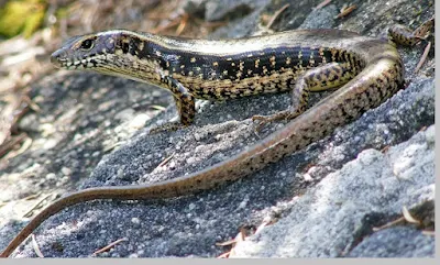 Reptil (reptiles) - berbagaireviews.com
