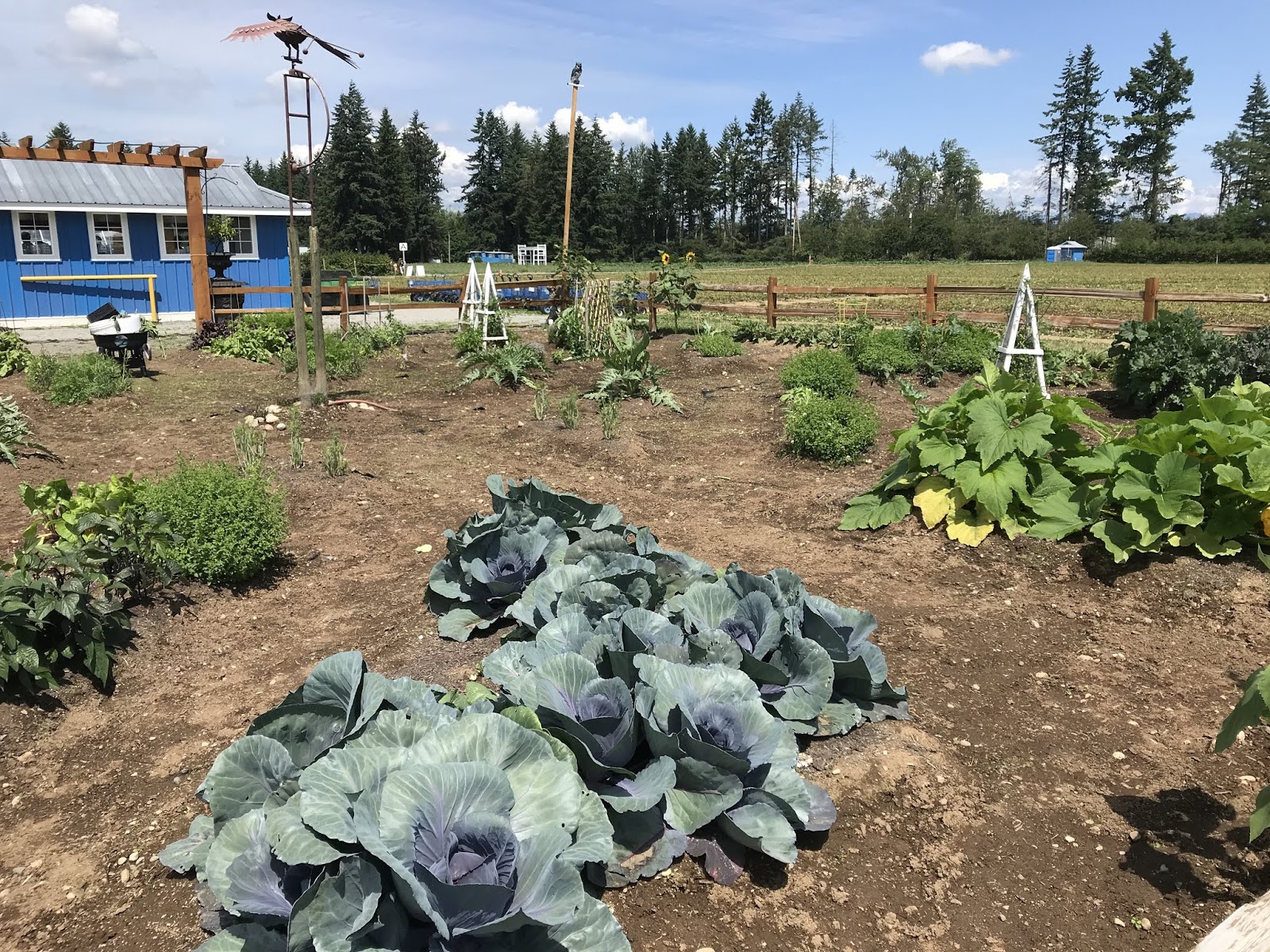 Krause Berry Farm Langley, BC Canada chichicho