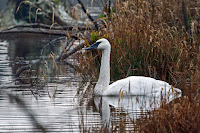 Trumpeter Swan